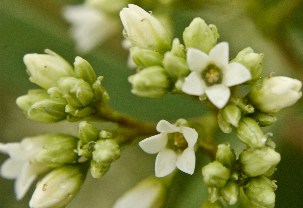 Hemp Dogbane reference