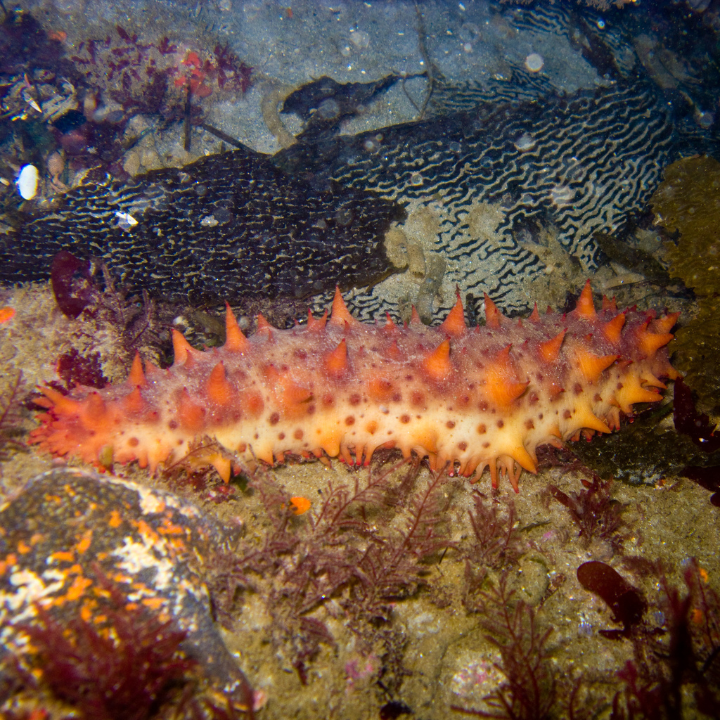 California Sea Cucumber reference