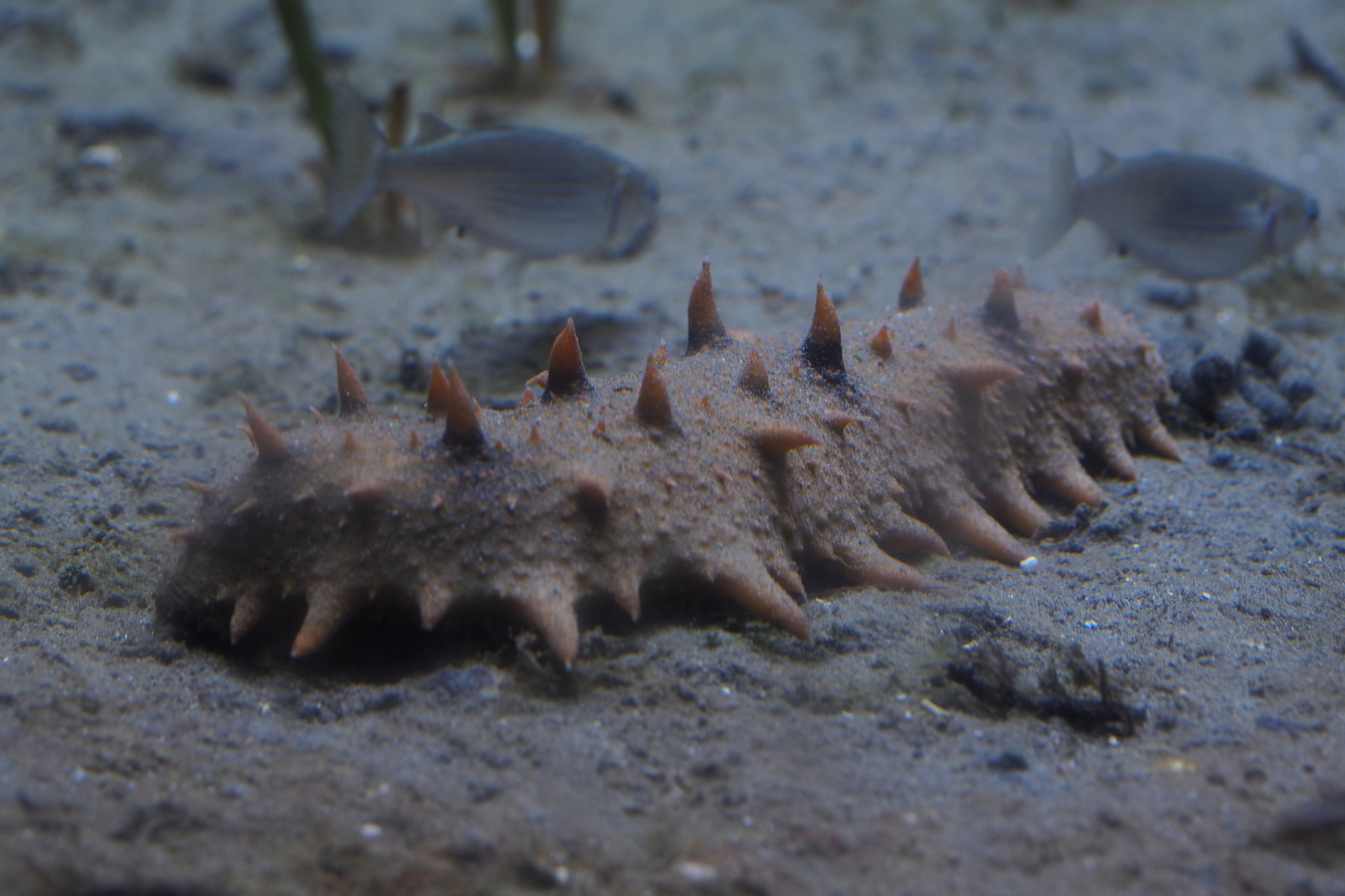 Japanese Sea Cucumber reference