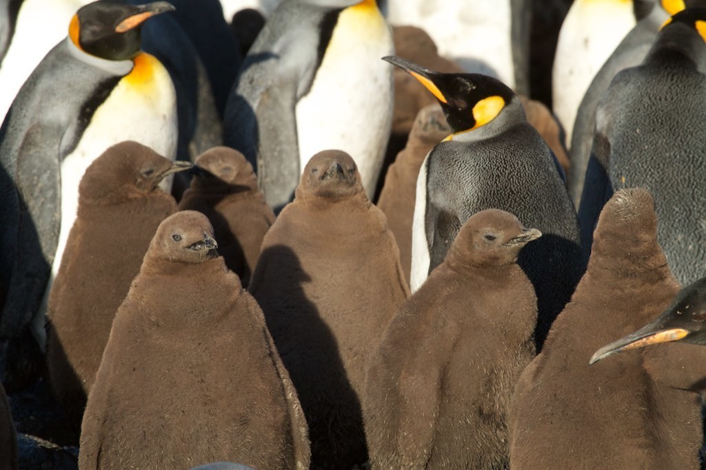 King Penguin reference