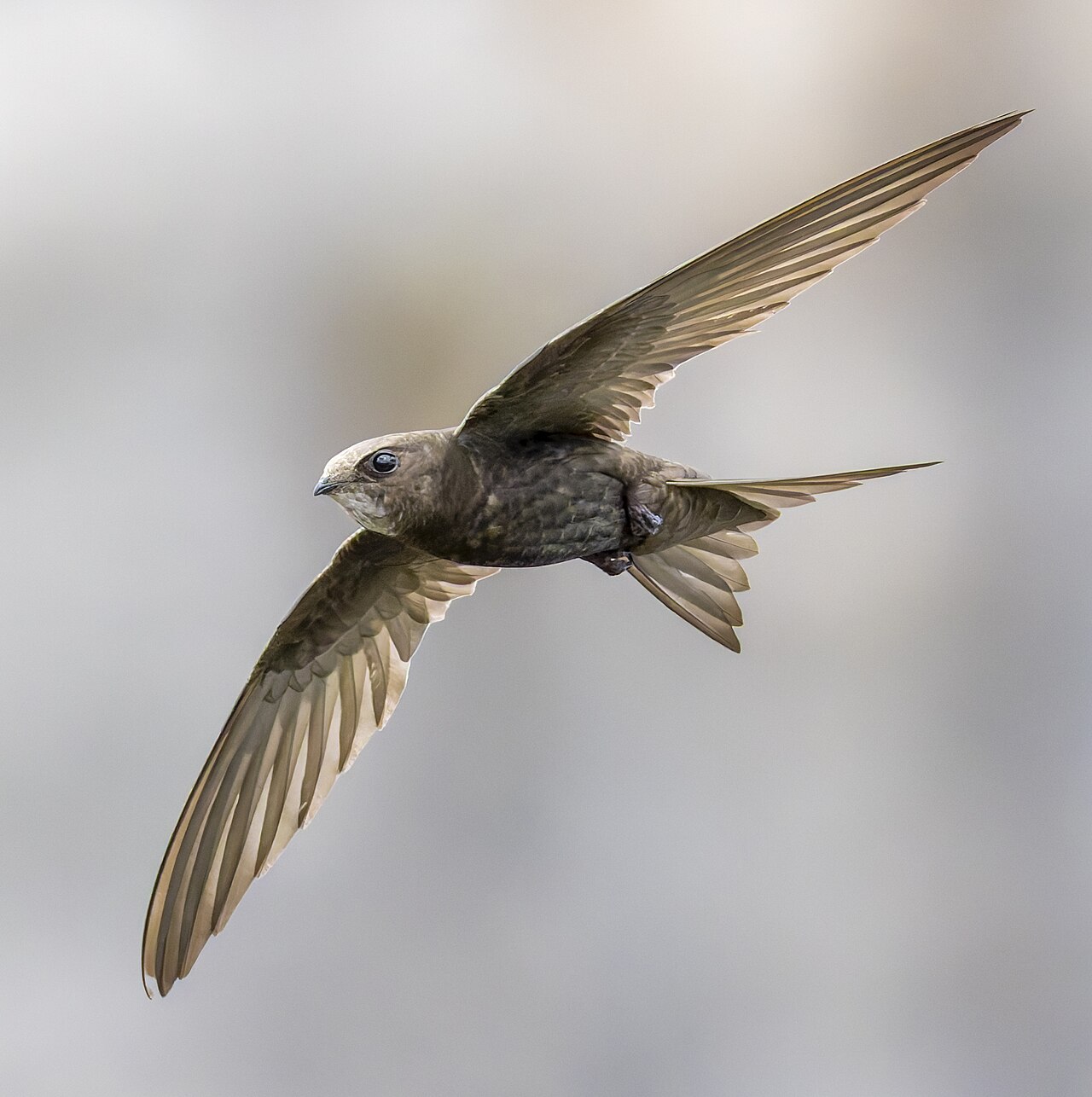 Common Swift reference