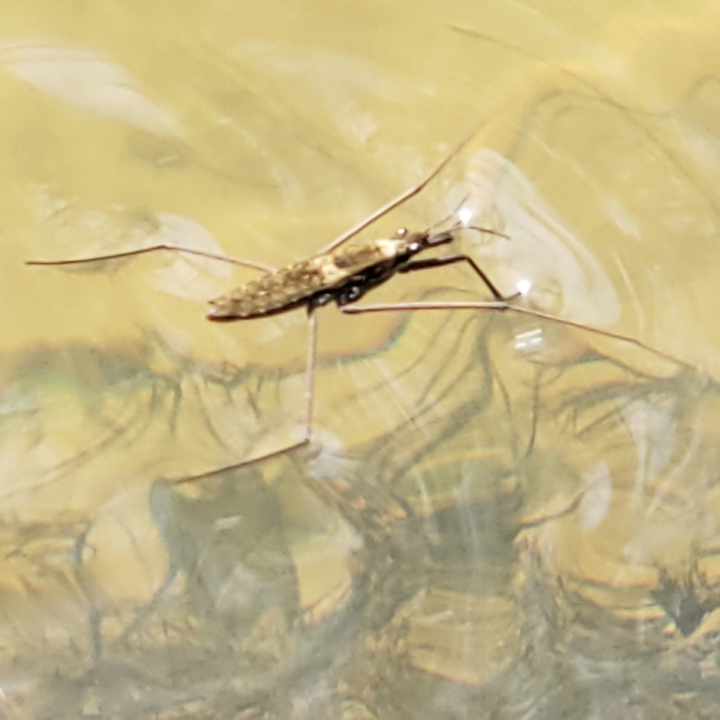 North American Common Water Strider reference