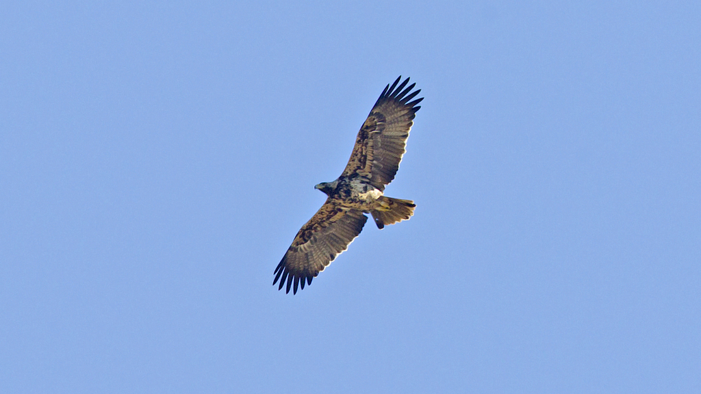 Spanish Imperial Eagle reference