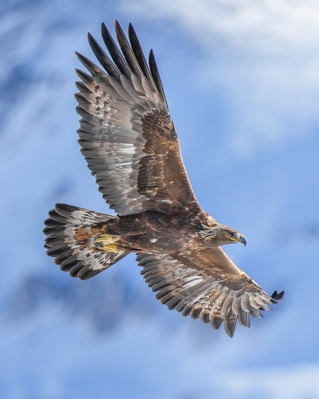 Golden Eagle reference