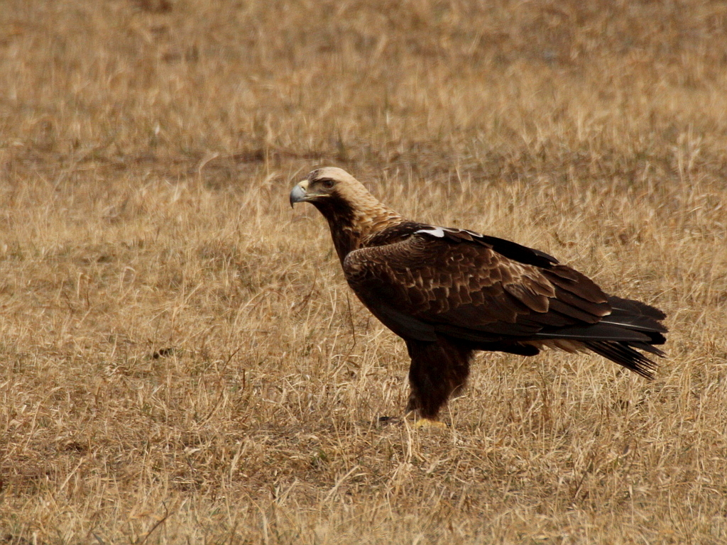 Eastern Imperial Eagle reference