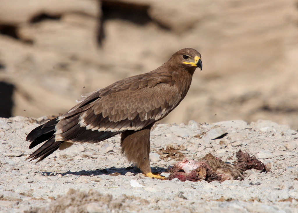 Steppe Eagle reference