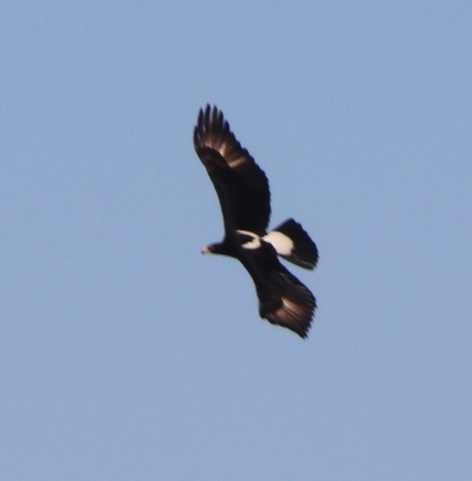 Verreaux's Eagle reference