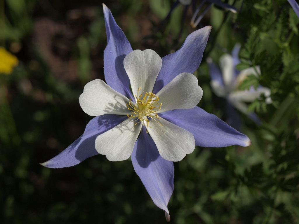 Blue Columbine reference