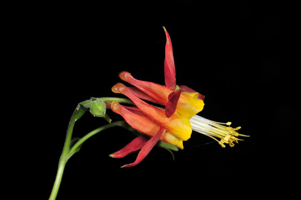 Western Columbine reference
