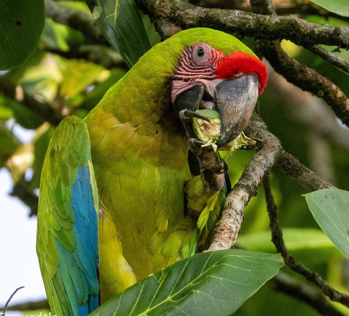 Great Green Macaw reference