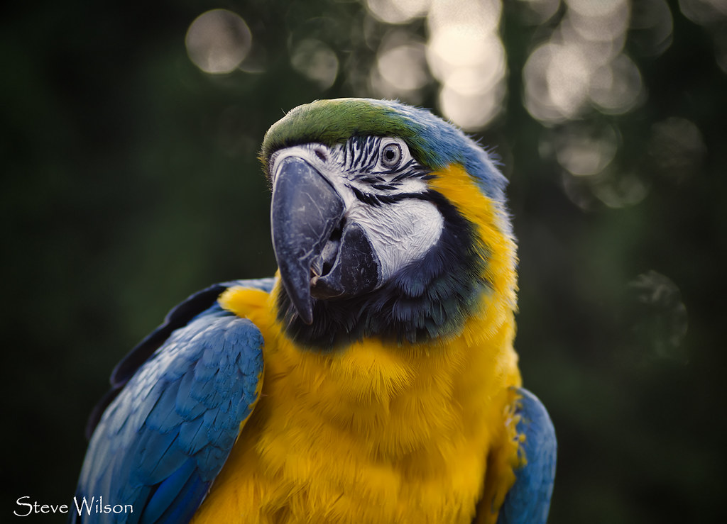 Blue-and-yellow Macaw reference