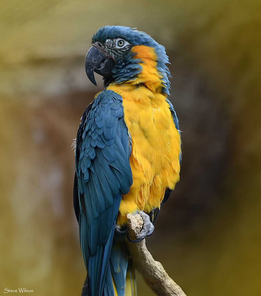 Blue-throated Macaw reference