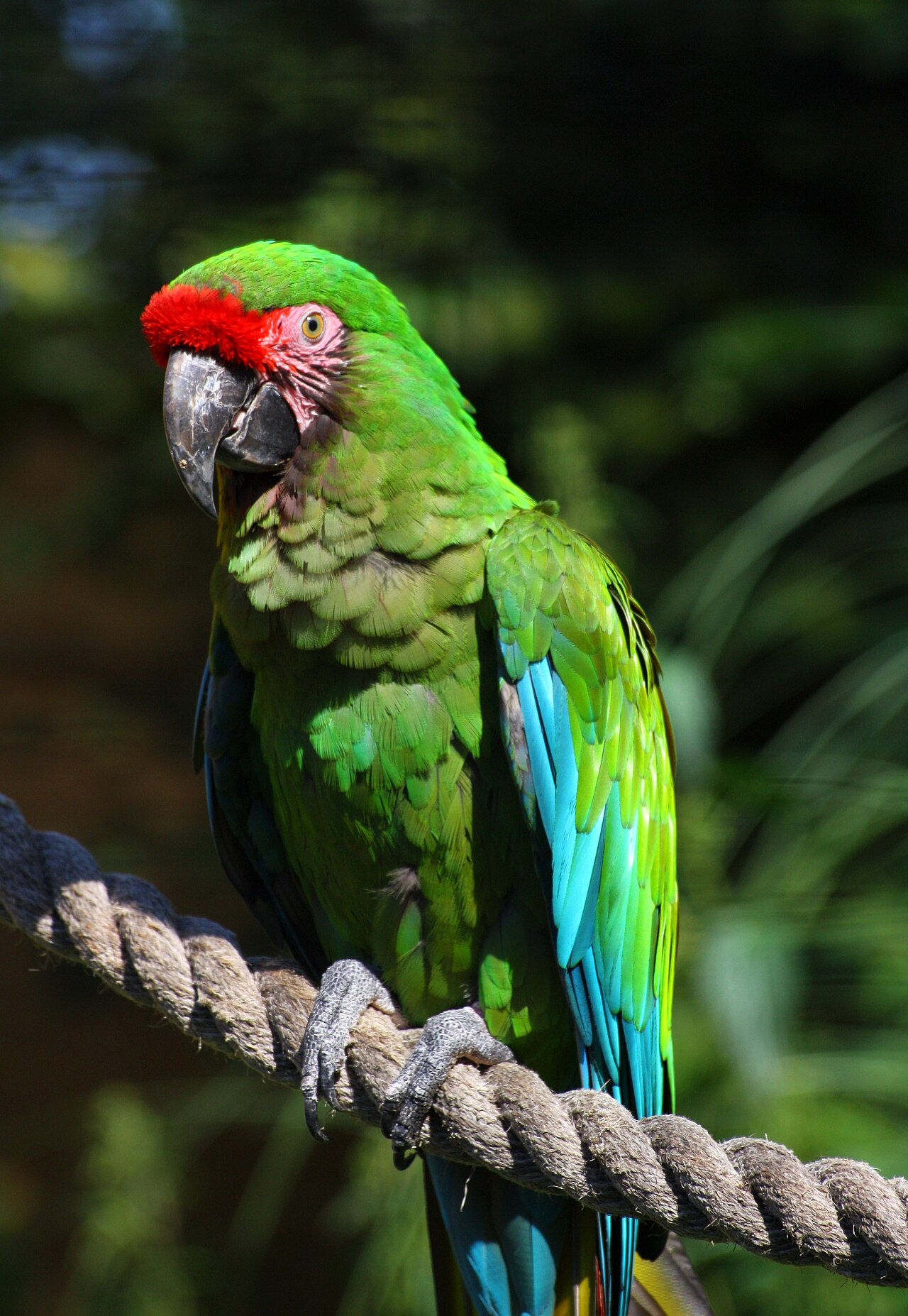 Military Macaw reference