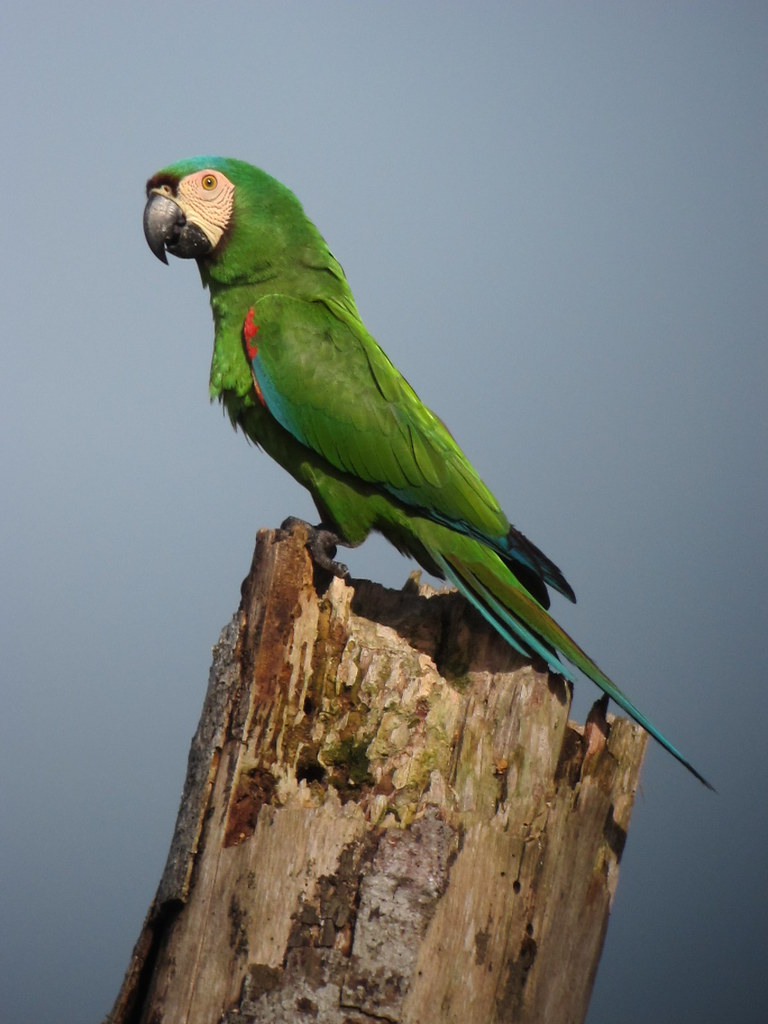Chestnut-fronted Macaw reference