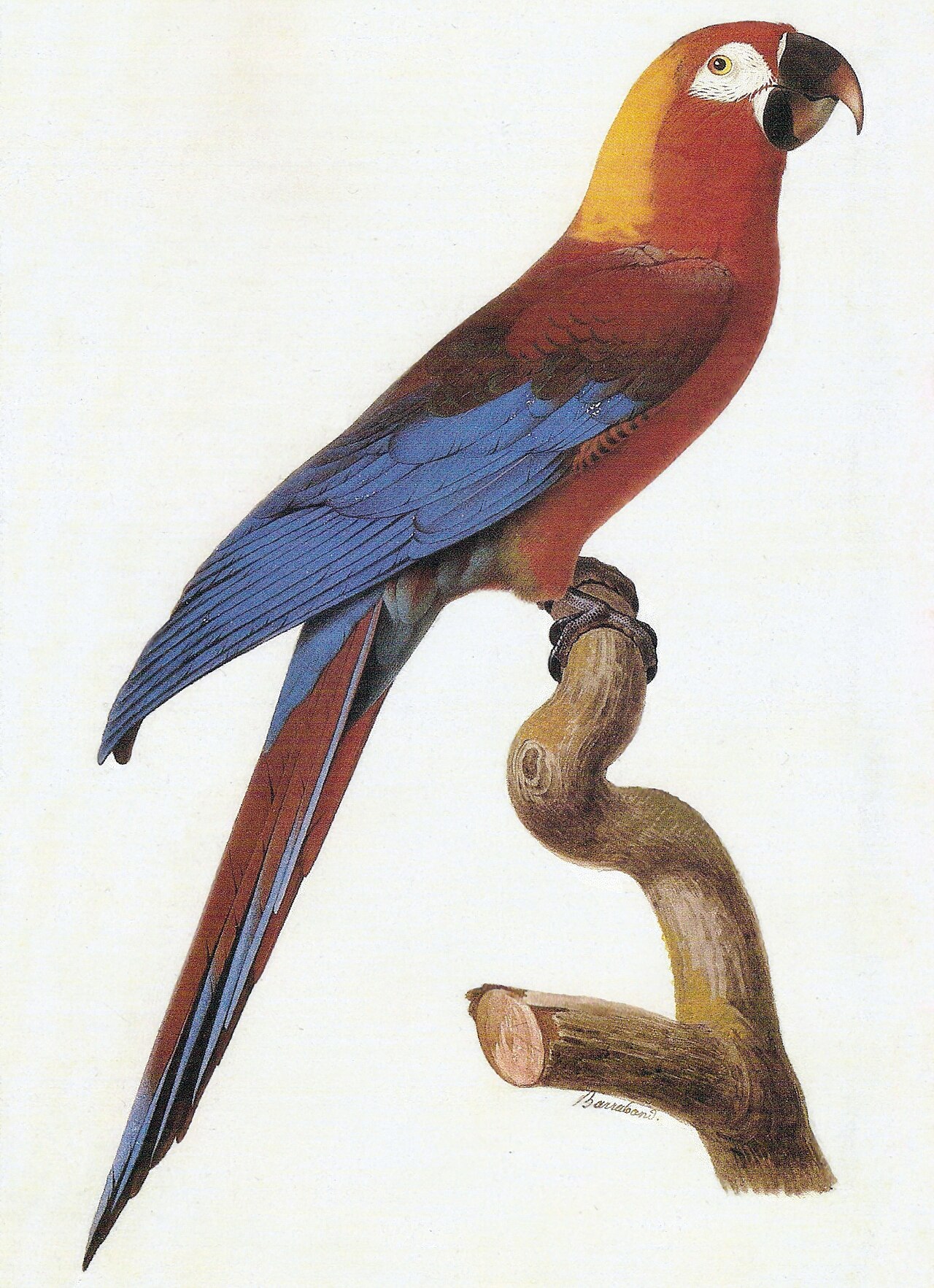 Cuban Macaw reference