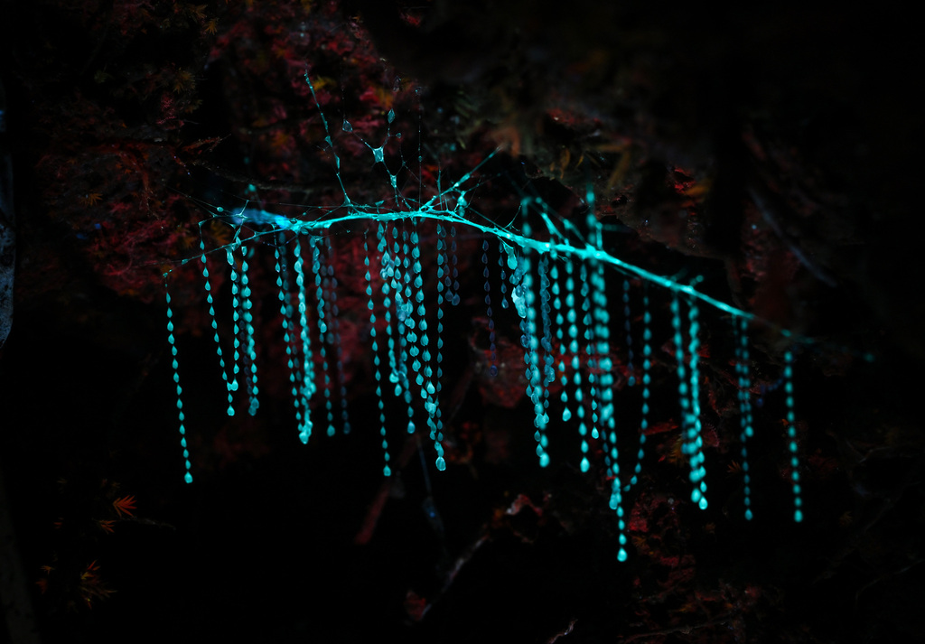 New Zealand Glowworm reference
