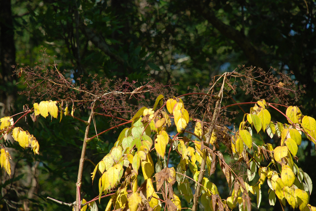 Japanese angelica tree reference