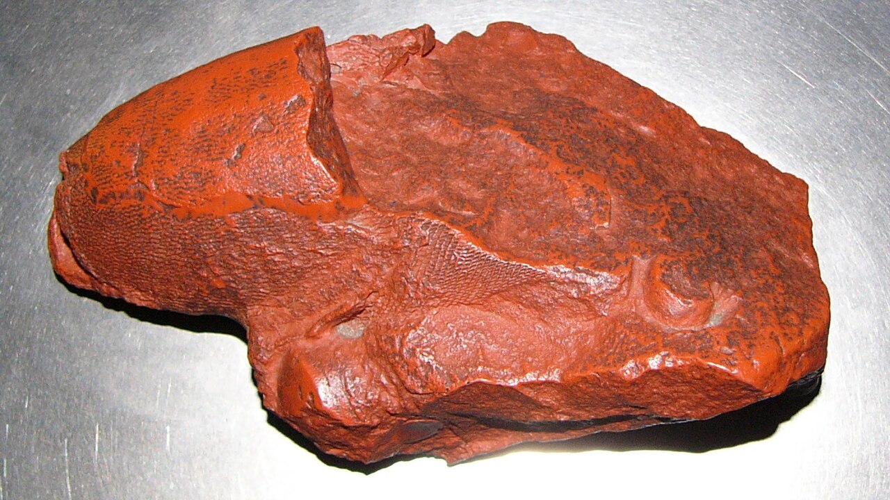 Arandaspis prionotolepis reference