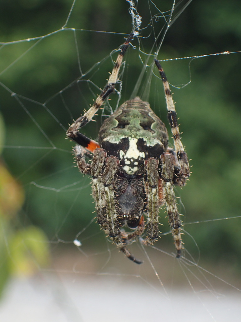 Giant Lichen Orbweaver reference