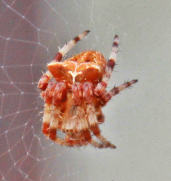 Cat-faced Orbweaver reference
