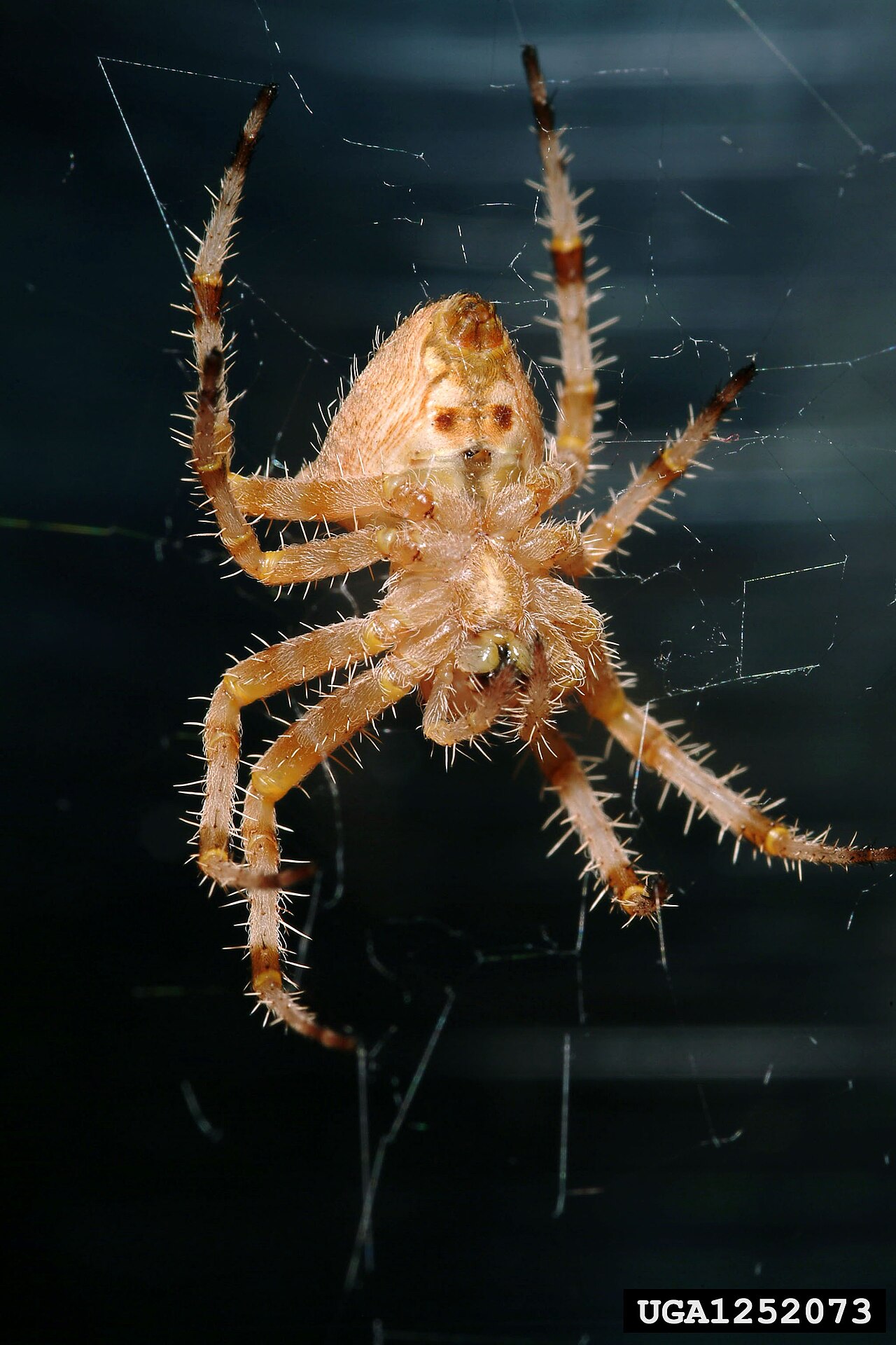 Texas Orbweaver reference