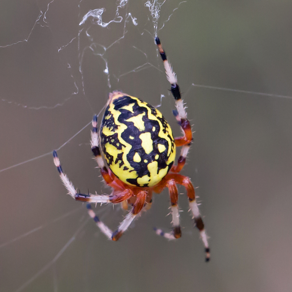 Marbled Orbweaver reference