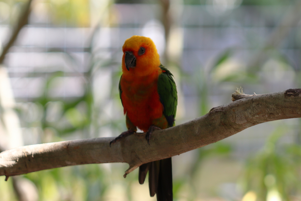 Jandaya Parakeet reference