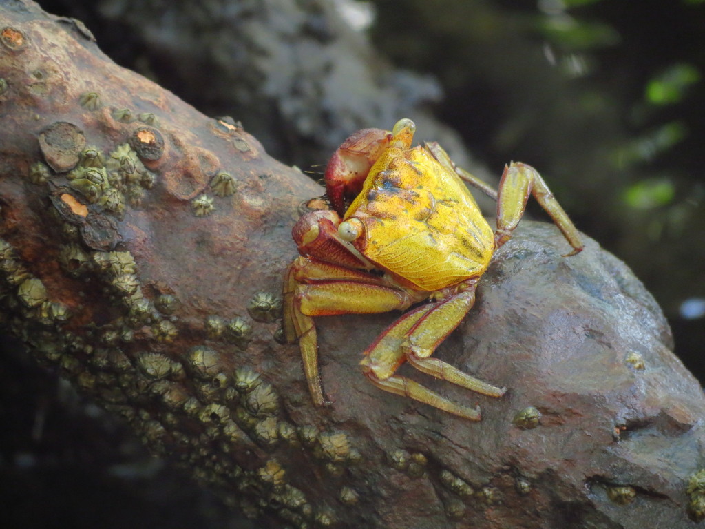 Mangrove Tree Crab reference