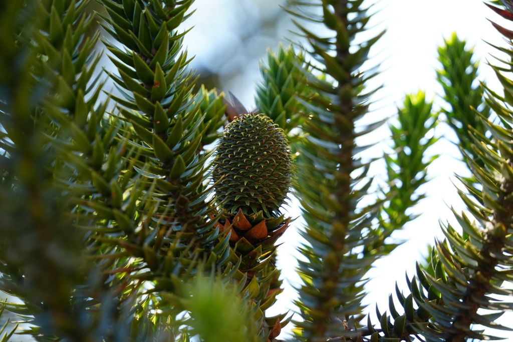 Brazilian Pine reference
