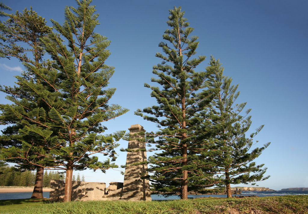 Norfolk Island Pine reference