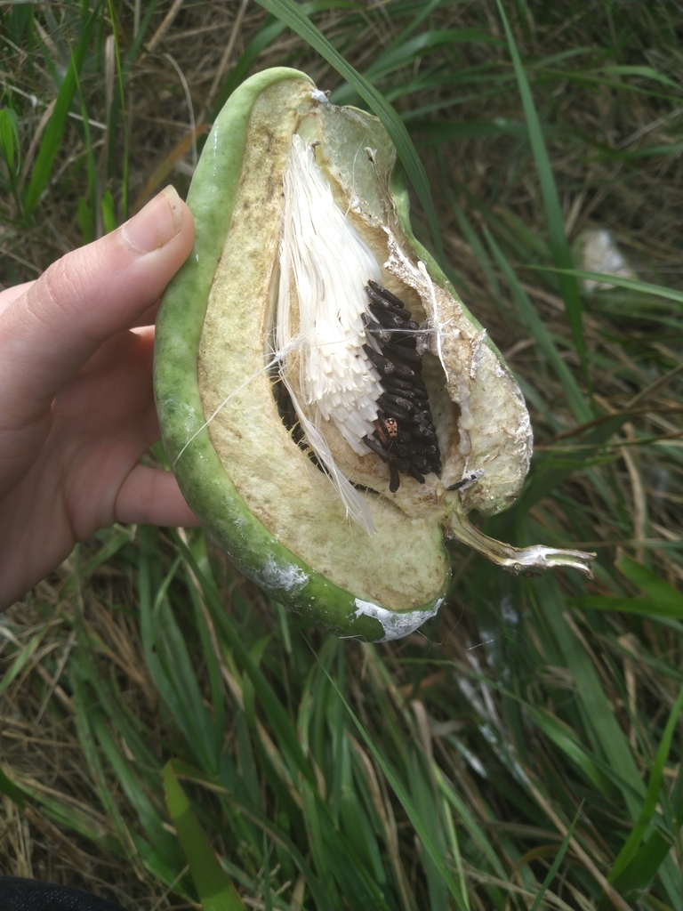 Moth Vine reference