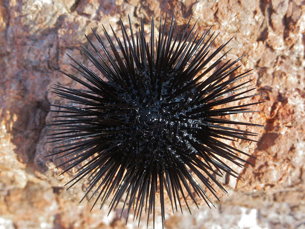 Black Sea Urchin reference