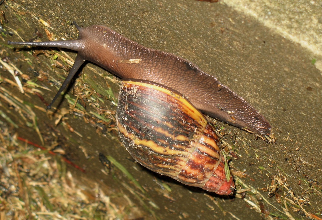 West African Giant Snail reference