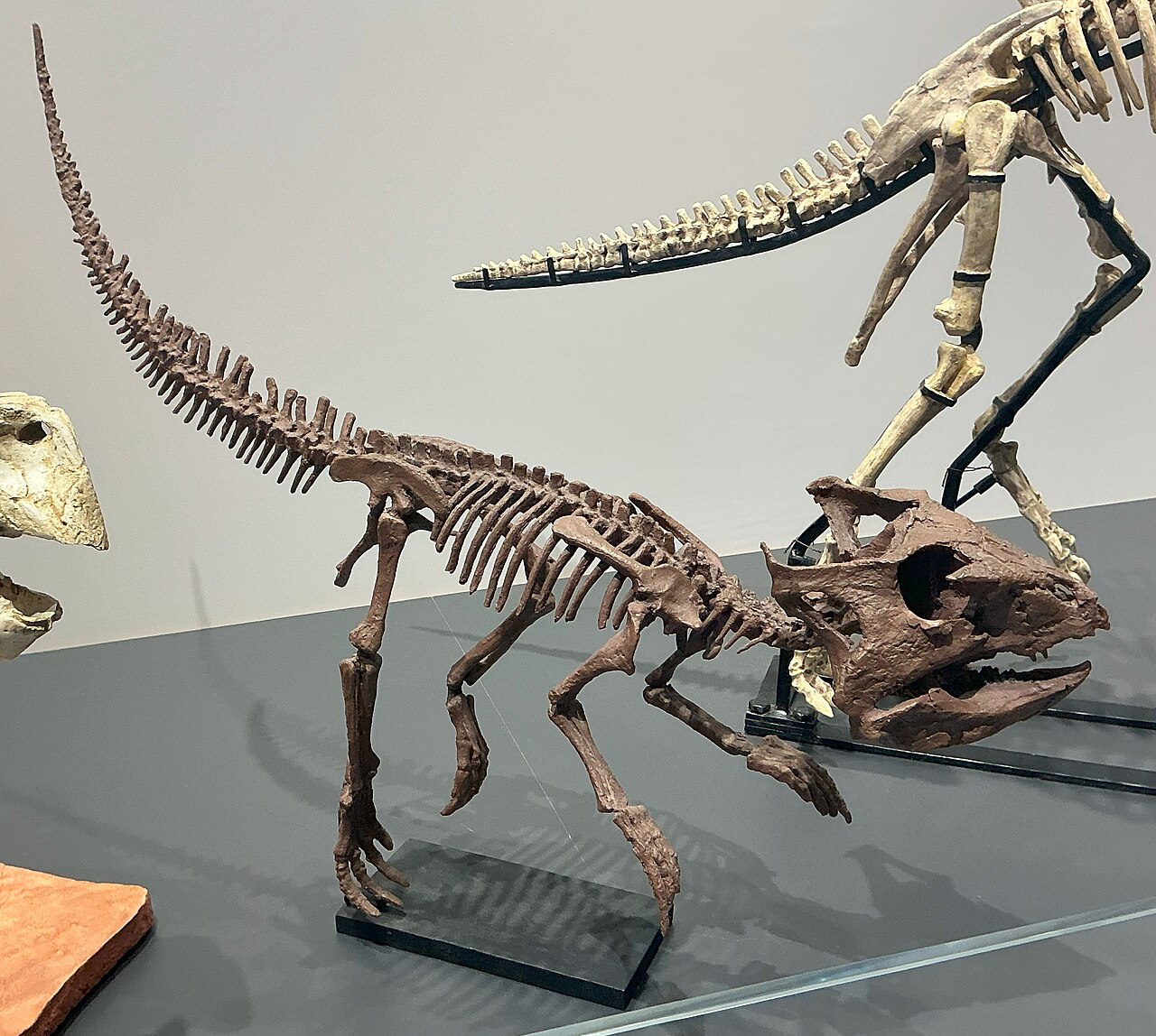 Archaeoceratops oshimai reference