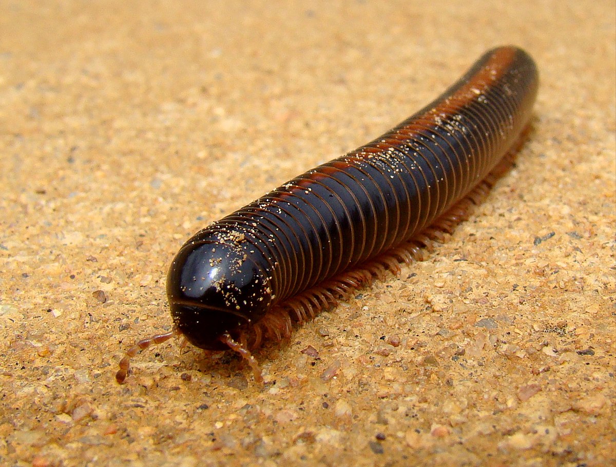 Giant African Millipede reference