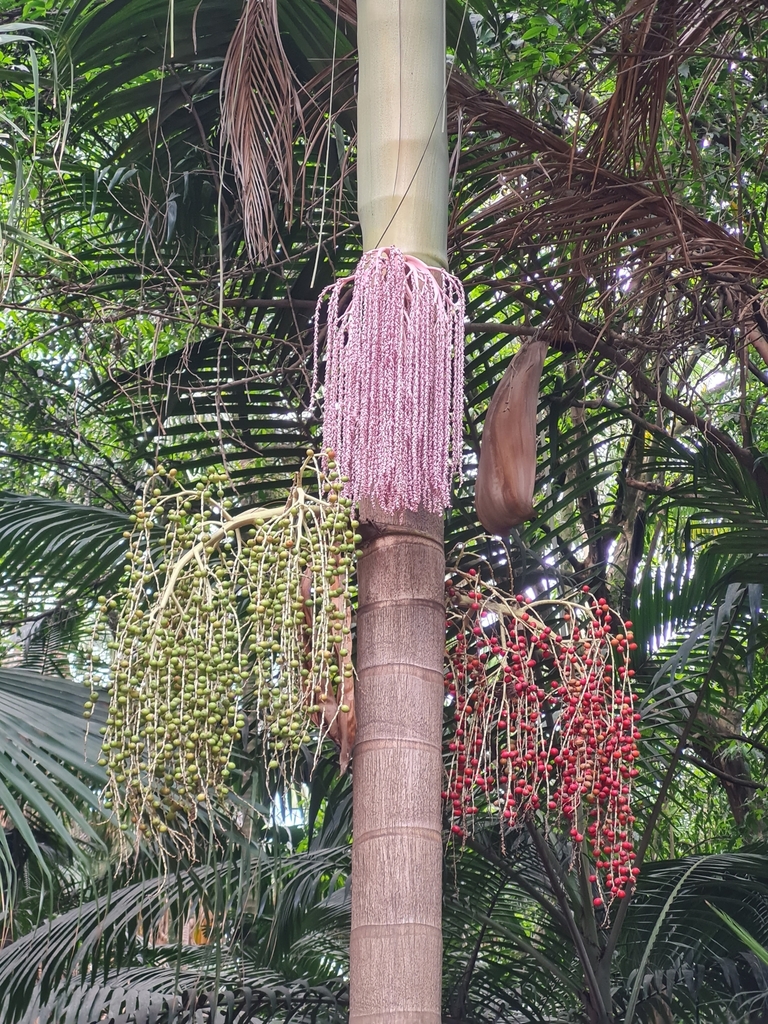 Piccabeen Palm reference