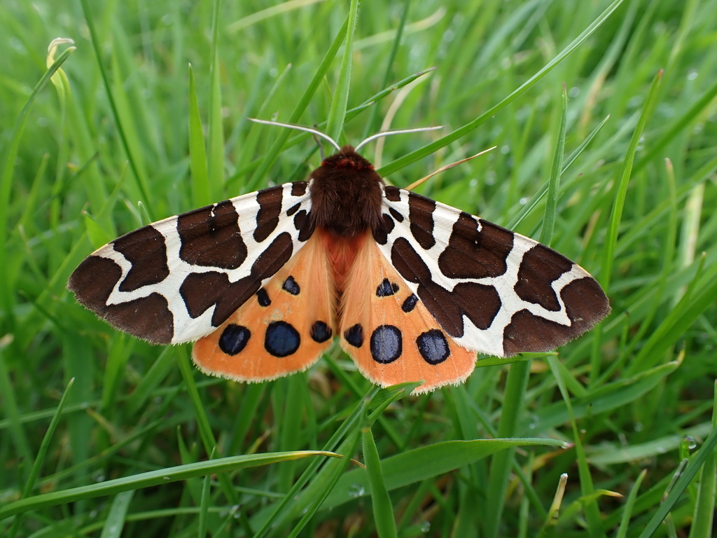 Garden Tiger reference