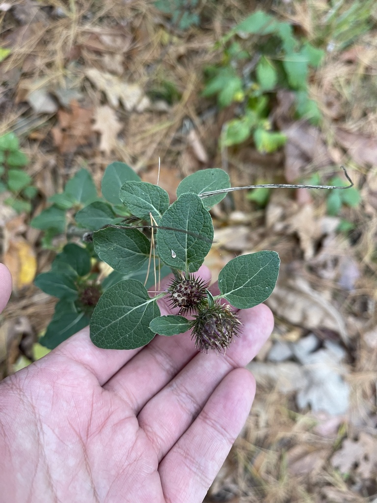 lesser burdock reference