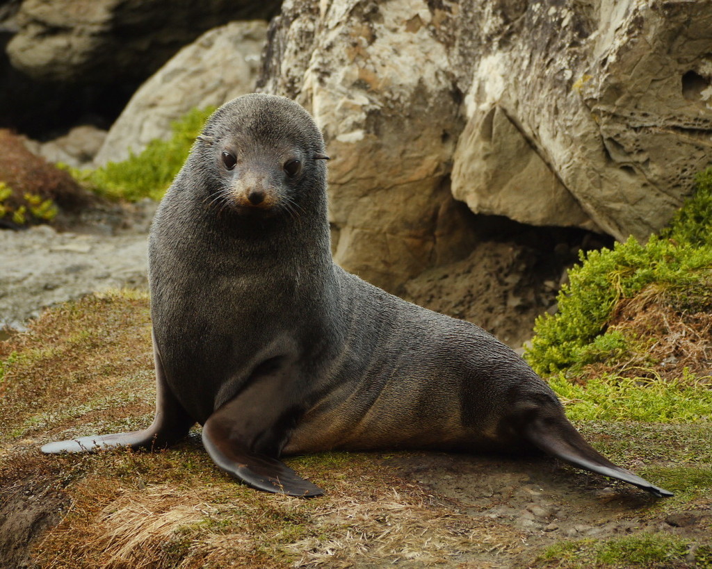 Long-nosed Fur Seal reference