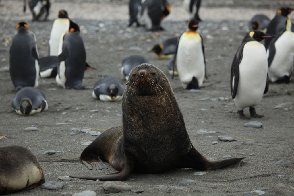 Antarctic Fur Seal reference