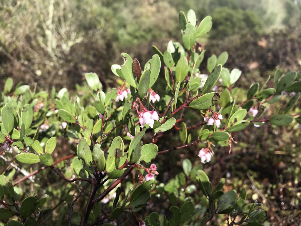 vine hill manzanita reference