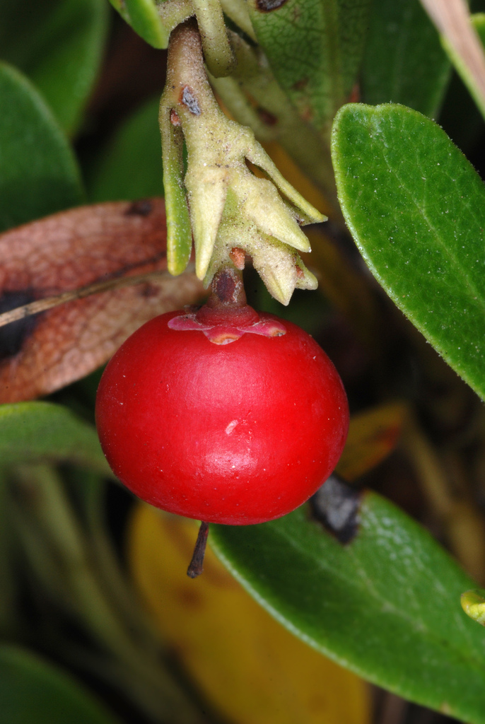 bearberry reference