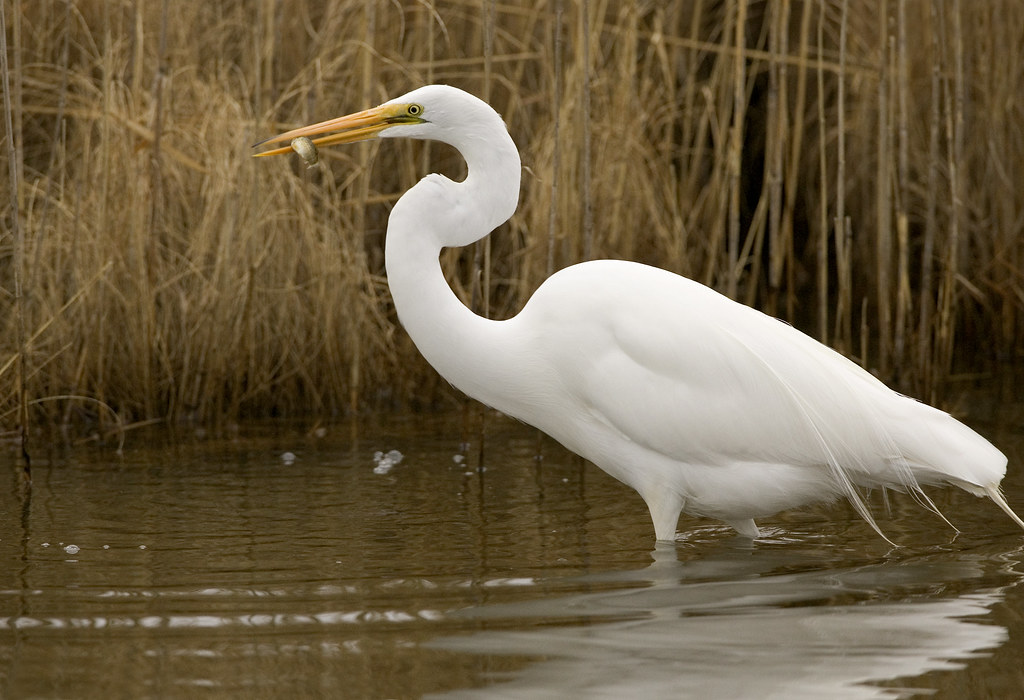Great Egret reference