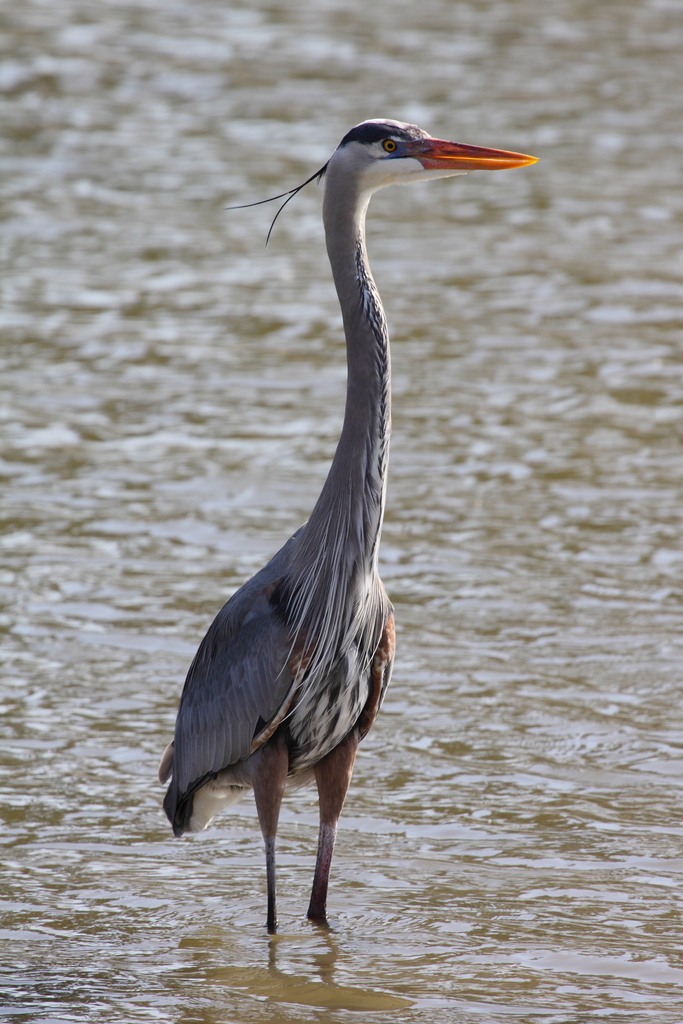 Great Blue Heron reference