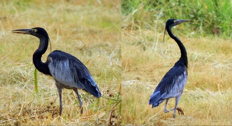 Black-headed Heron reference