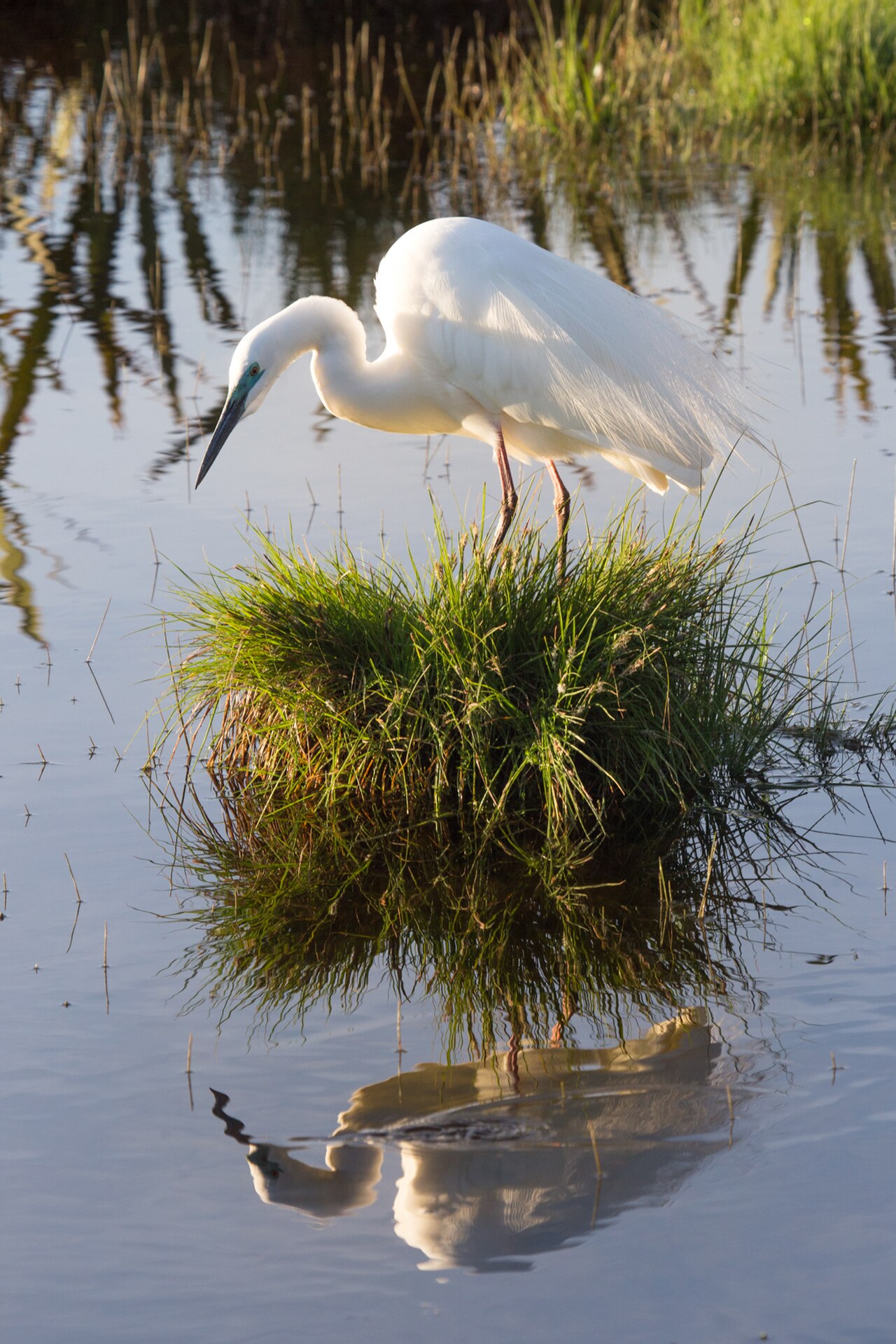 Eastern Great Egret reference
