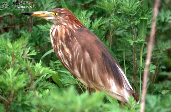 Chinese Pond-Heron reference