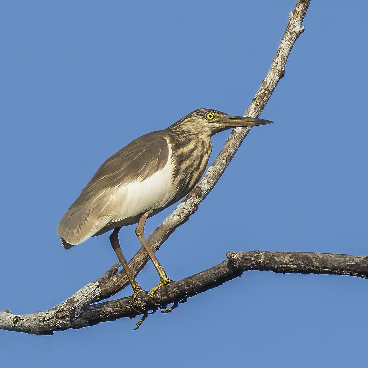 Indian Pond-Heron reference