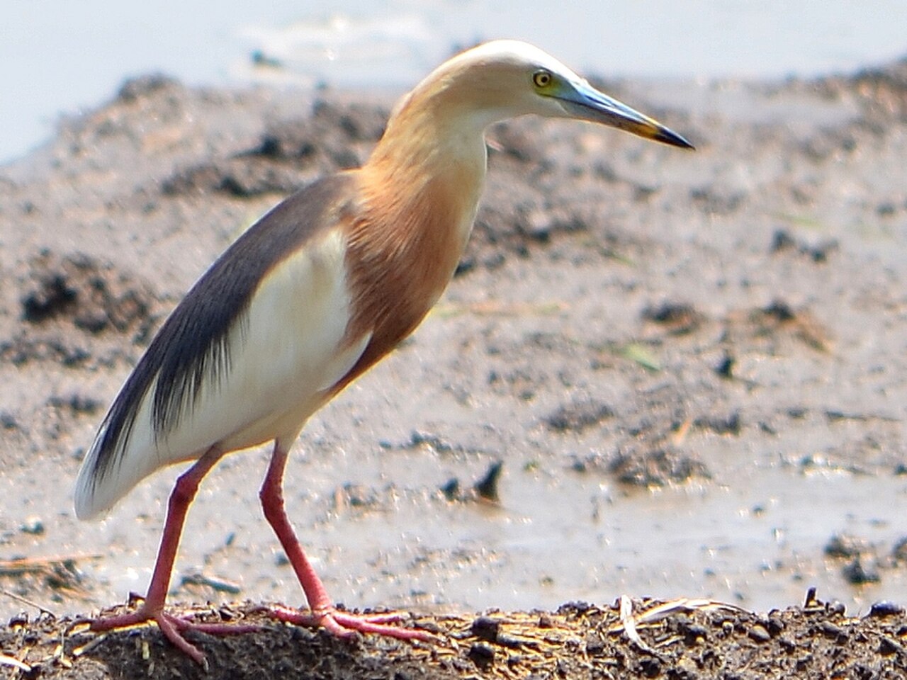 Javan Pond-Heron reference