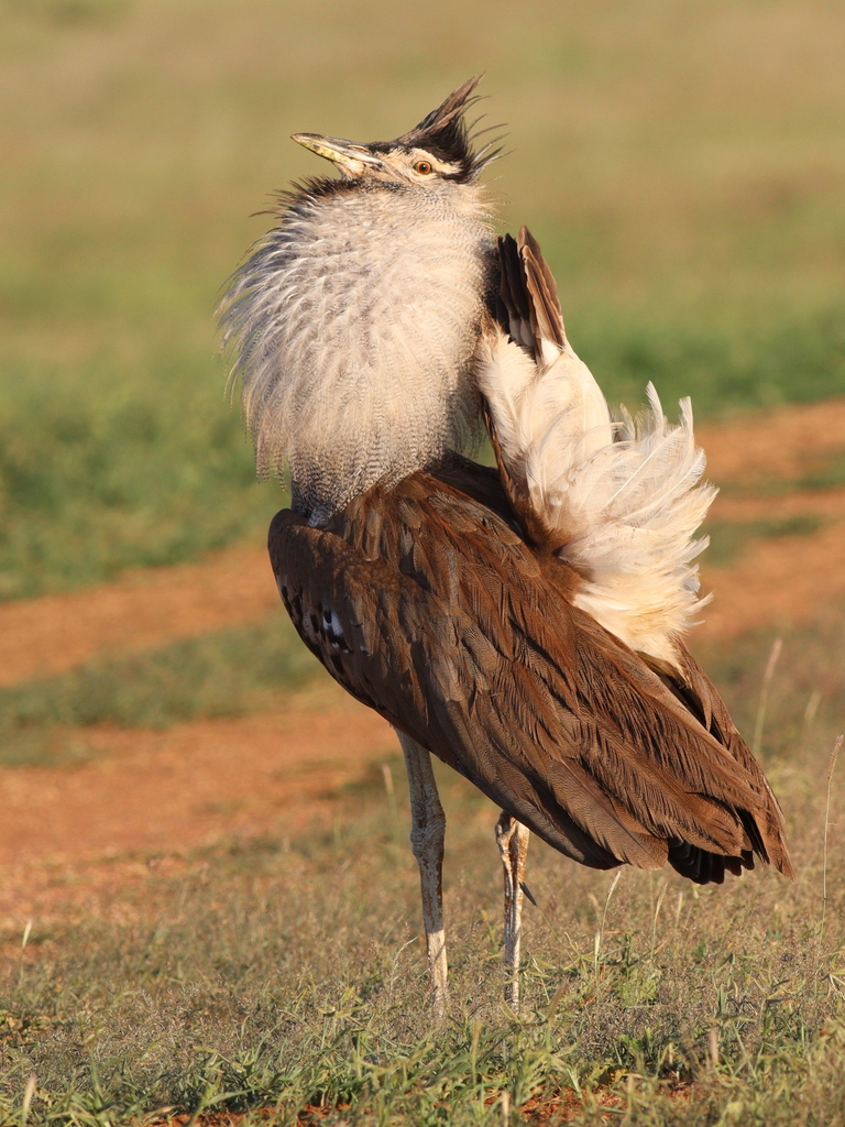 Kori Bustard reference